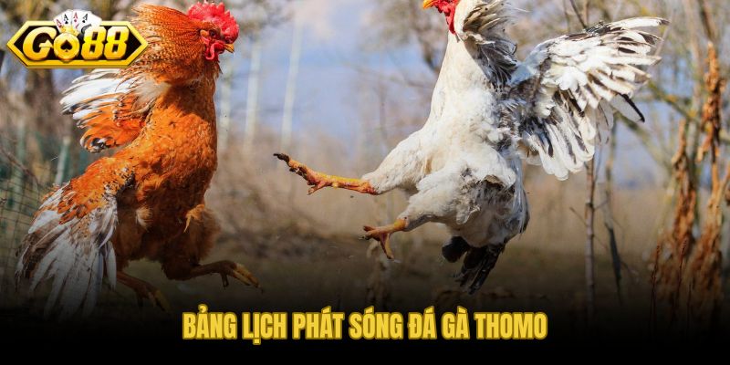 Đá gà Thomo khung giờ vàng và lịch CPC1 đến CPC6 theo từng mốc