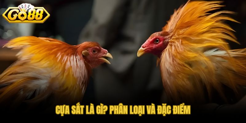 Phân loại cựa sắt theo chất liệu và đặc tính thi đấu