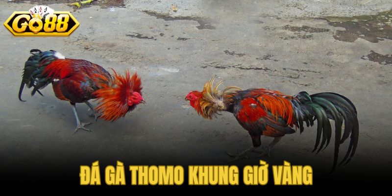 Đá gà Thomo khung giờ vàng