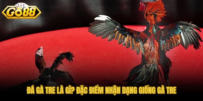 Đá gà tre cựa sắt tốc độ phản xạ và thân hình nhỏ gọn vượt trội
