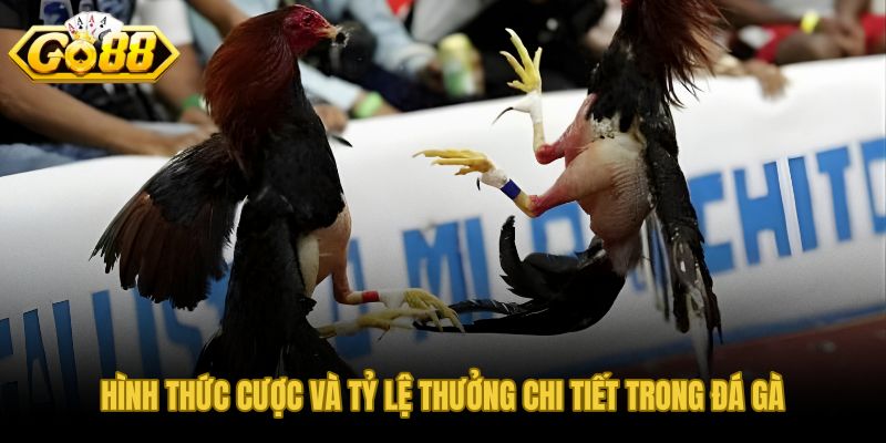 Cửa cược Meron Wala Hòa và tỷ lệ trả thưởng biến động theo lực cược thực tế
