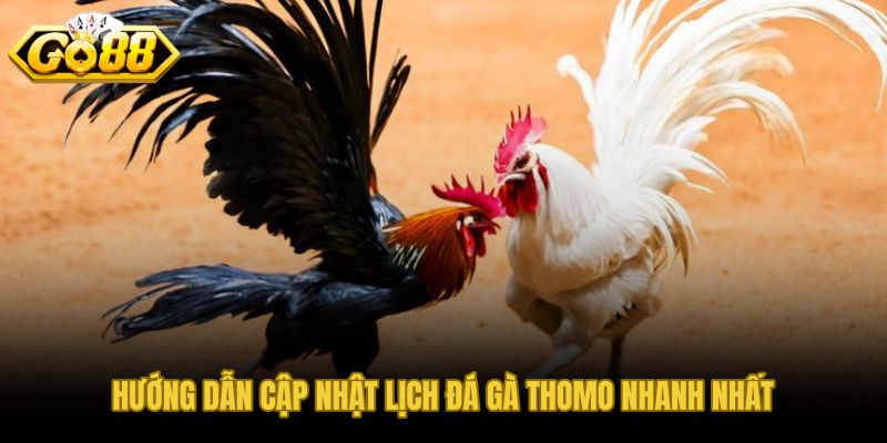 Các bước cập nhật lịch Thomo trên GO88 trước mỗi khung cao điểm