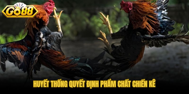 Cách đổ gà đá dòng dõi và vai trò huyết thống qua nhiều đời con