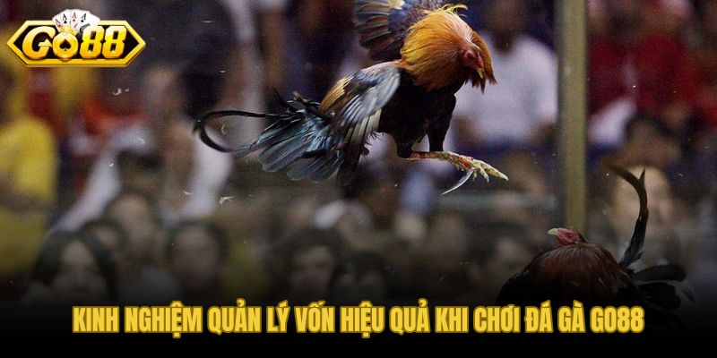 Cách quản lý tiền thưởng hiệu quả trên sảnh đá gà GO88