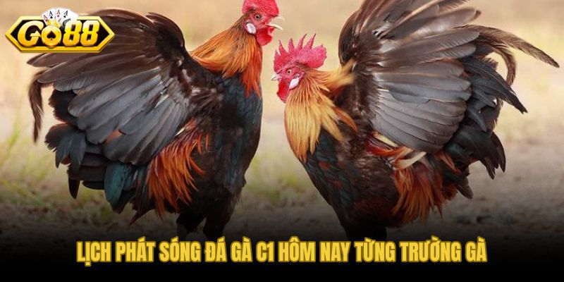 Lịch trực tiếp đá gà C1 Thomo CPC1 Savan theo khung giờ chuẩn