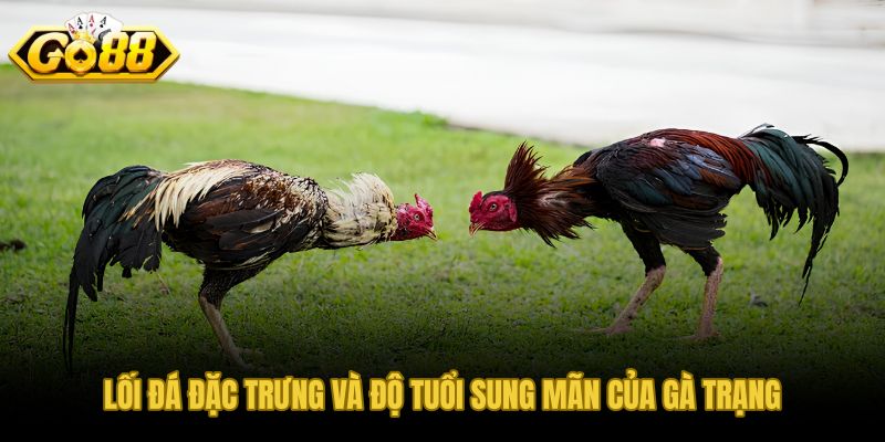 Lối đá phù hợp thể lực và khung tuổi 18-30 tháng đỉnh phong độ