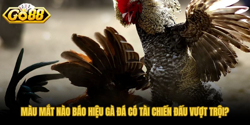tuyệt chiêu chọn trạng gà đá qua màu mắt tỉnh táo chuẩn tướng