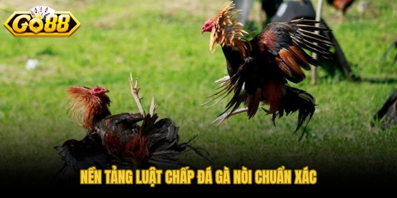 Luật chấp đá gà nòi và mức bù trừ từ chênh lệch thể trạng