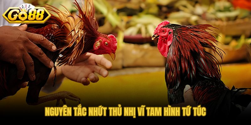Tuyệt chiêu chọn trạng gà đá theo trục sàng lọc ưu tiên bốn tầng