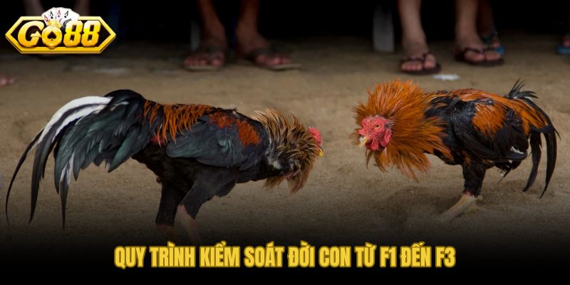 Theo dõi F1 đến F3 để xác định dòng gà đá ổn định và bền vững