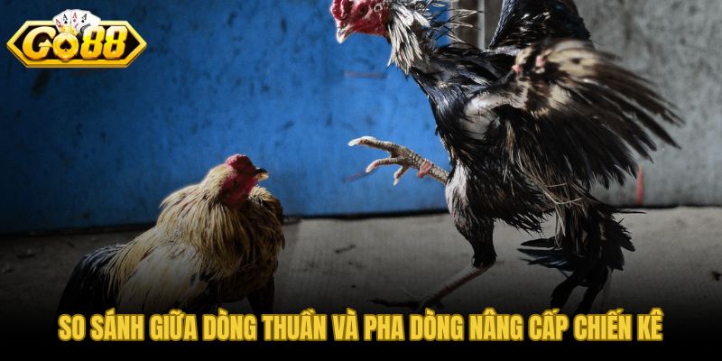 Giữ dòng thuần hay pha dòng lựa chọn theo mục tiêu chọn giống cụ thể