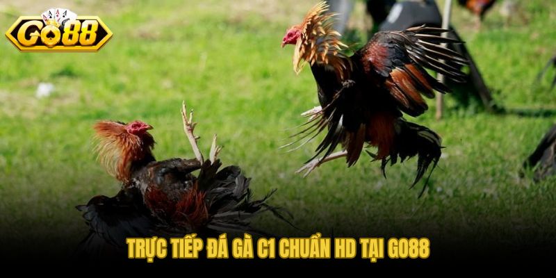 Trực tiếp đá gà C1 sảnh cao cấp hình ảnh HD sắc nét