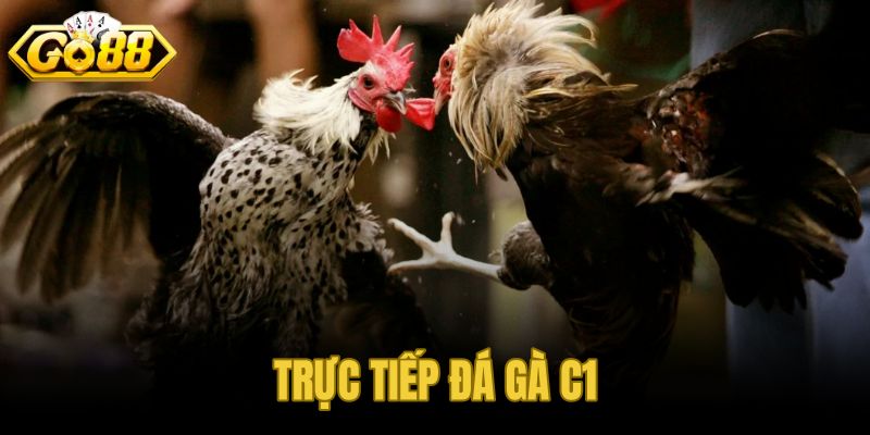 Trực tiếp đá gà C1