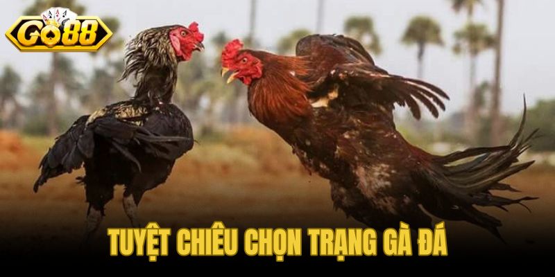 Tuyệt chiêu chọn trạng gà đá